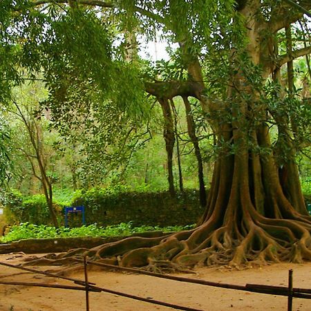Hotel Quinta das Lagrimas - Small Luxury Hotels Coimbra Esterno foto The sacred Bodhi tree at Anuradhapura
