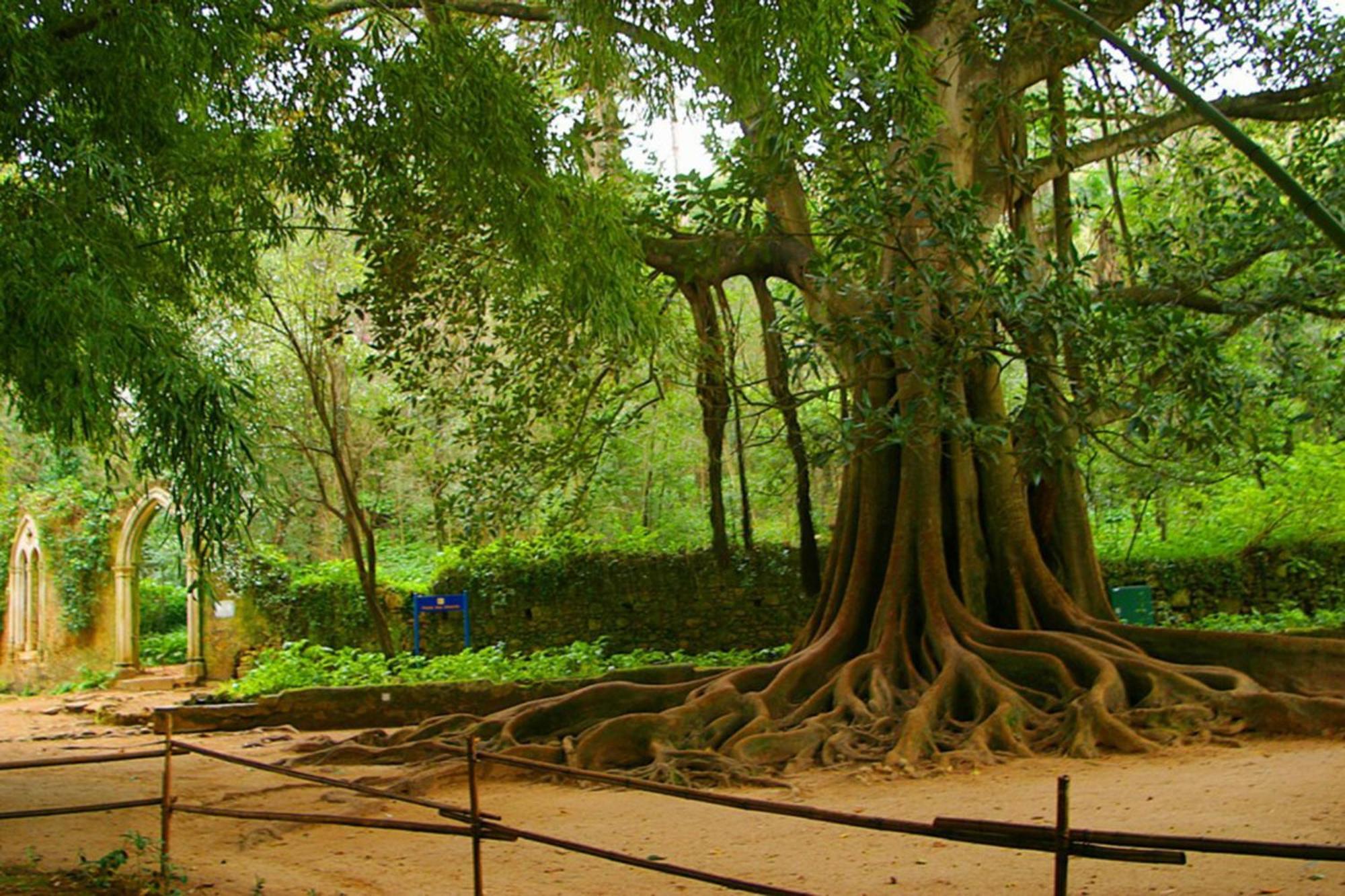 Hotel Quinta das Lagrimas - Small Luxury Hotels Coimbra Esterno foto The sacred Bodhi tree at Anuradhapura